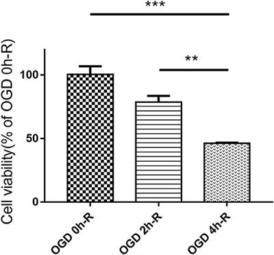 SIRT1 Protects Against Apoptosis by Promoting Autophagy in the Oxygen Glucose Deprivation/Reperfusion-Induced Injury